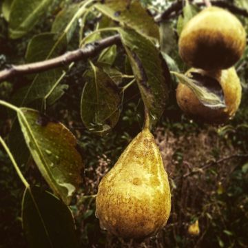 Pyrus communis André Desportes - Pear Tree