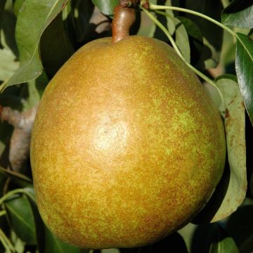 Pyrus communis Angelys - Pear Tree