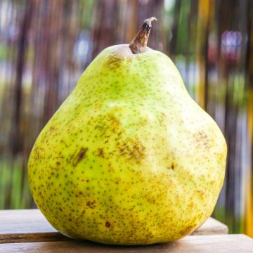 Pyrus communis Bergamote de Parthenay - Pear Tree