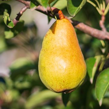 Pyrus communis Beurré Lebrun - Pear Tree