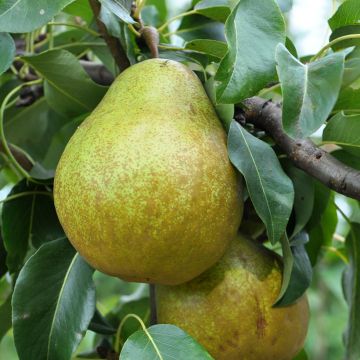 Pyrus communis Doyenné d'hiver - Pear Tree