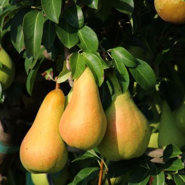 Pyrus communis Grand champion - Pear Tree