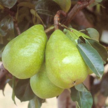 Pyrus communis Jules Guyot - Pear Tree