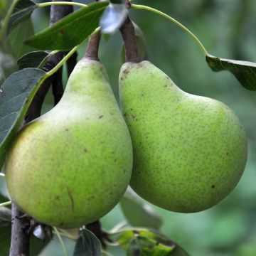 Pyrus communis Le Lectier - Pear Tree