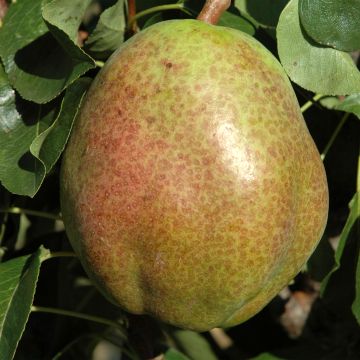 Pyrus communis Obelus - Pear Tree