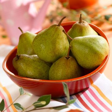 Pyrus communis Peradel - Pear Tree