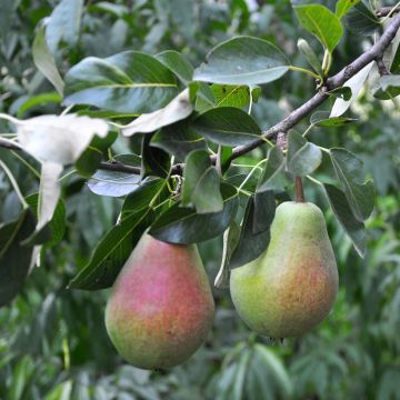 Pyrus communis Précoce Morettini - Pear Tree