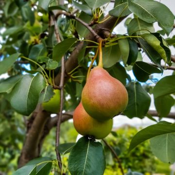 Pyrus communis Sœur Grégoire - Pear Tree