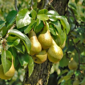 Pyrus communis Williams - Pear Tree