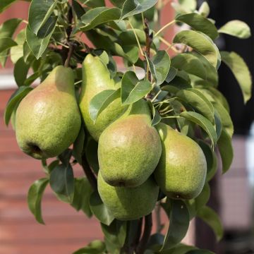 Pyrus communis Condo - Pear Tree