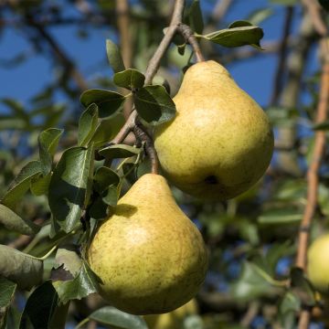 Pyrus communis Fruit Me Williams Bon-Chrétien - Pear Tree