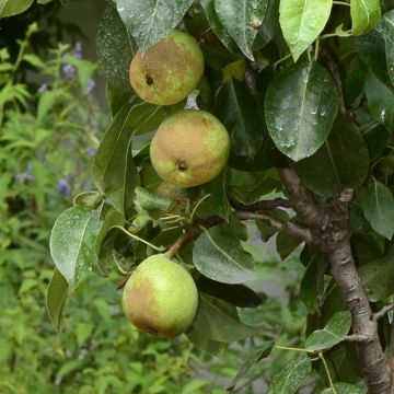 Pyrus communis Garden Pearl - Pear Tree
