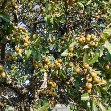 Wild Pear - Pyrus communis var. pyraster