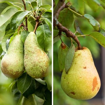 Duo pear tree - Pyrus communis Conference, Williams