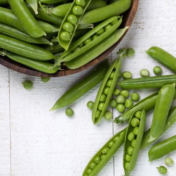 Climbing Serpette Guilloteaux Pea with Round Peas