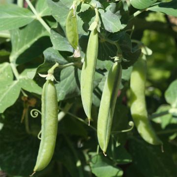 Dwarf Pea Douce Provence - Ferme de Sainte Marthe Seeds