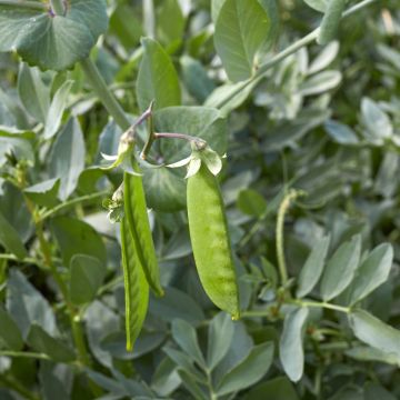 Dwarf Mangetout Pea Norli