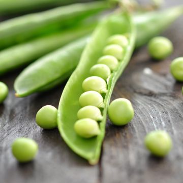 Dwarf Early Pea Primavil
