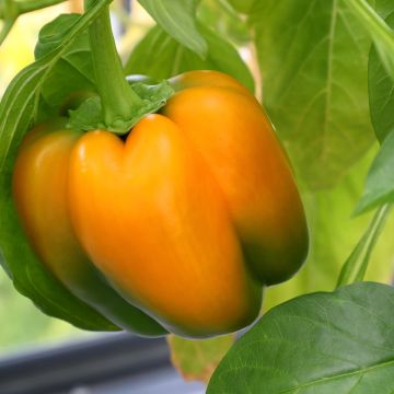 Pepper Ariane F1 - Capsicum annuum