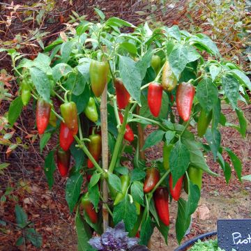 Pepper Balconi (mini) F1 plants - Capsicum annuum