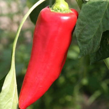 Sweet Pepper Corno di Toro Rosso - Ferme de Sainte Marthe Seeds