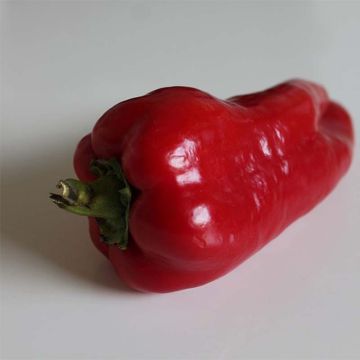 Grafted Lamuyo F1 Red Pepper plants - Capsicum annuum