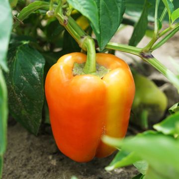 Sweet Pepper Petit Marseillais - Ferme de Sainte Marthe Seeds