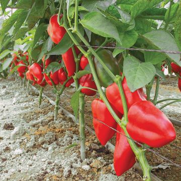 Organic Piquillo Pepper - Ferme de Sainte Marthe seeds - Capsicum annuum