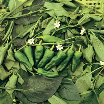 Pepper Poxigo F1 - Capsicum annuum