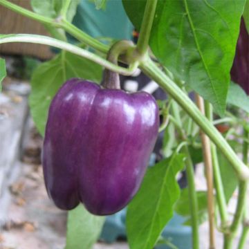 Sweet Pepper Purple Bell