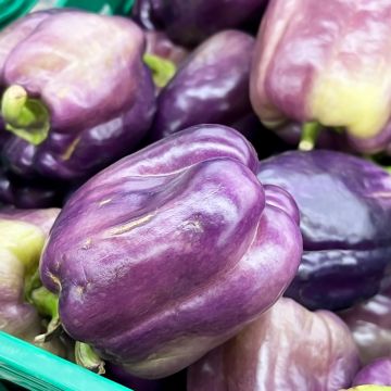 Sweet Pepper Purple Bell