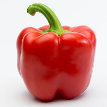 Pepper Quadrato d'Asti Giallo - Capsicum annuum
