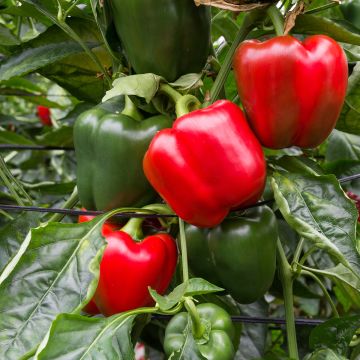Pepper Quadrato d'Asti Giallo - Capsicum annuum