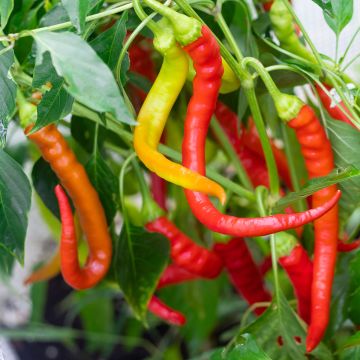 Capsicum annuum Sigaretta di Bergamo