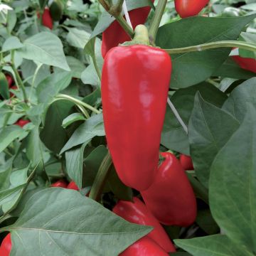 Pepper Sweetmie Red plants - Capsicum annuum