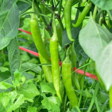 Pepper Sweet Banana
