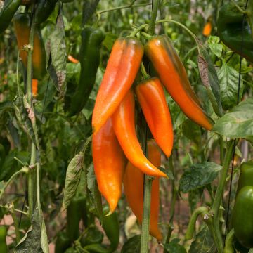 Capsicum annuum Tequila Sunrise