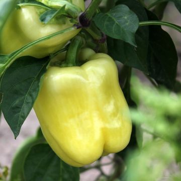 White Bell Pepper - Capsicum annuum