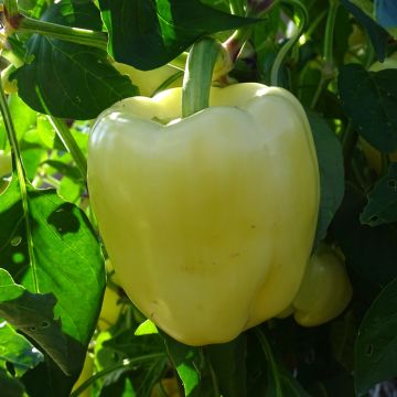 White pepper Bellkaro F1 plants - Capsicum annuum