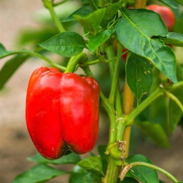 Sweet Pepper Quadrato dAsti Rosso - Ferme de Sainte Marthe Seeds