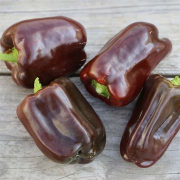 Pepper Sweet Chocolate - Ferme de Sainte Marthe untreated seeds - Capsicum annuum