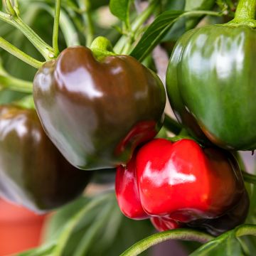 Sweet pepper California Wonder organic seeds