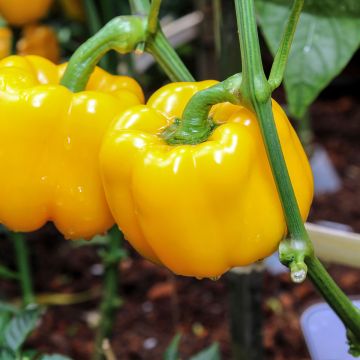 Sweet Pepper Yellow California Wonder