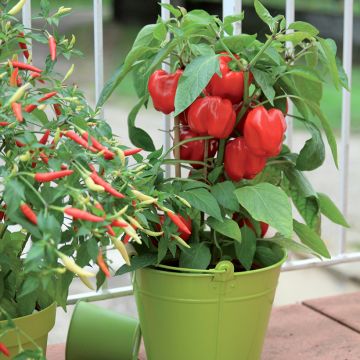 Capsicum annuum Midinor Red F1 seeds - Pepper