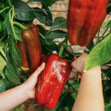 Grafted Lamuyo F1 Red Pepper plants - Capsicum annuum