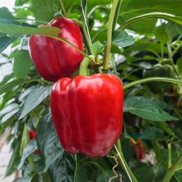 Grafted Jericho red pepper plants - Capsicum annuum