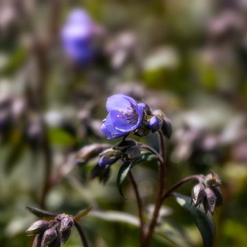 Polemonium reptans x yezoense Heaven Scent