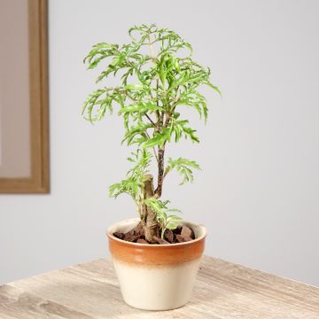 Polyscias filicifolia  - Faux-Aralia à feuilles de fougère, Aralia à feuilles de fougère