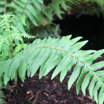 Polystichum munitum - Fougère - Aspidie armée