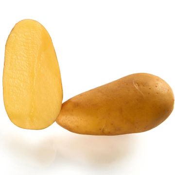 Potatoes Angelique